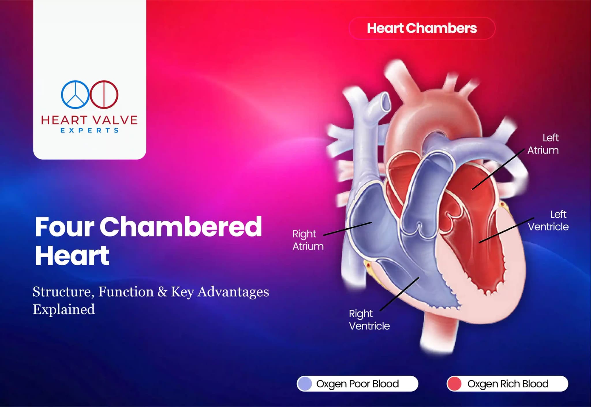 Four-Chambered Heart Explained: Structure, Function & Why It Matters