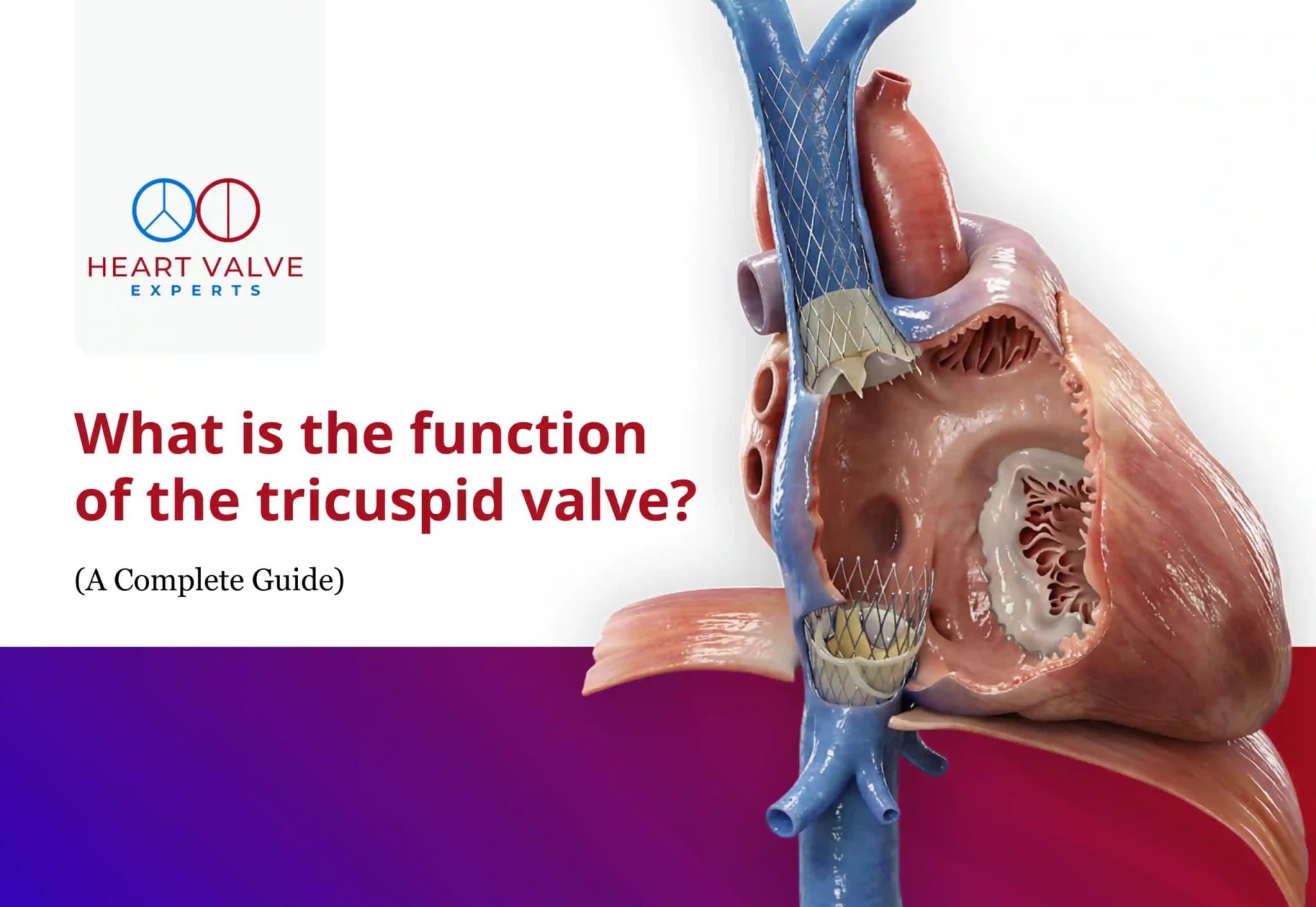What Is the Function of the Tricuspid Valve? A Complete Guide