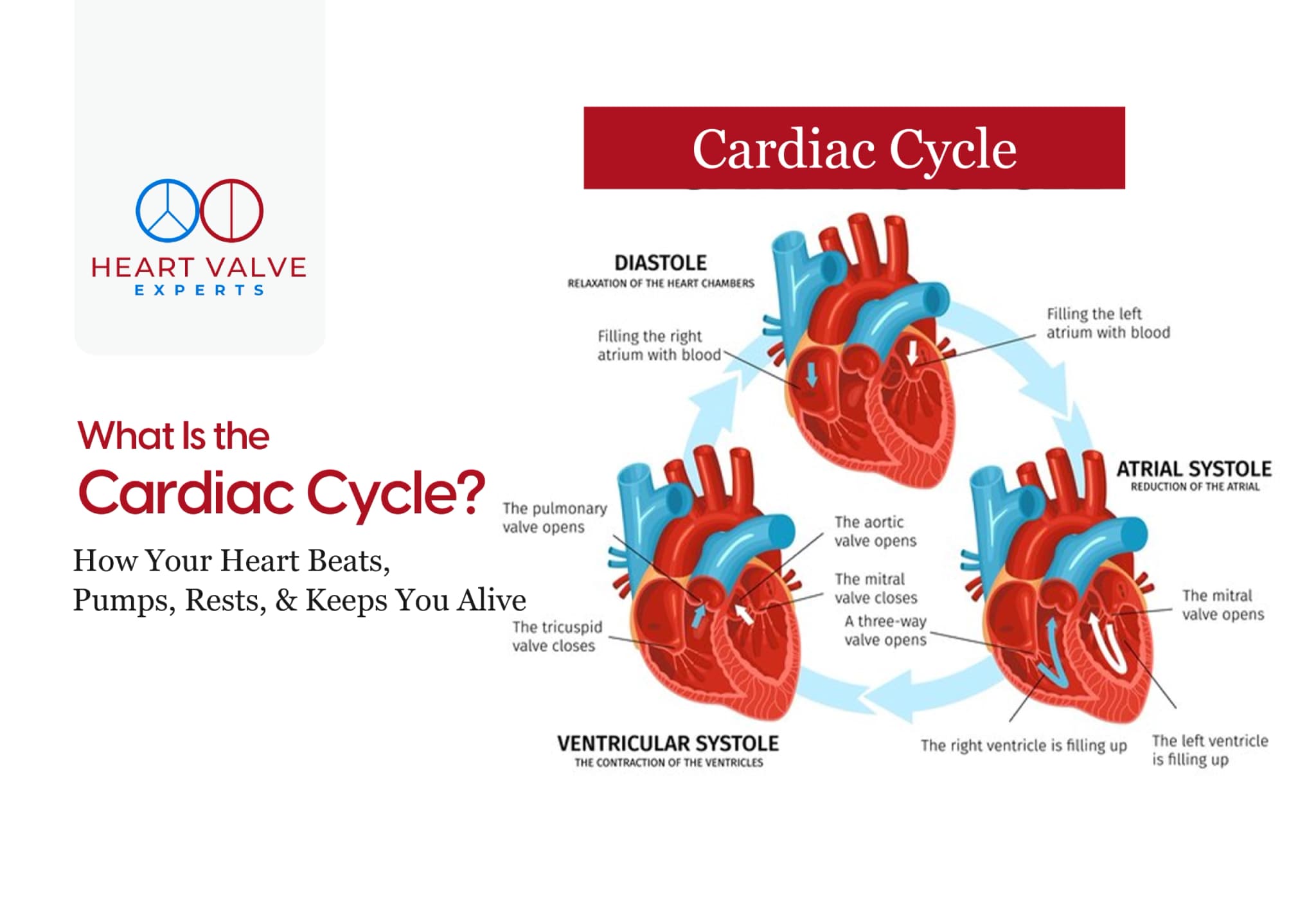 What Is the Cardiac Cycle? Phases, Function and Heart Health