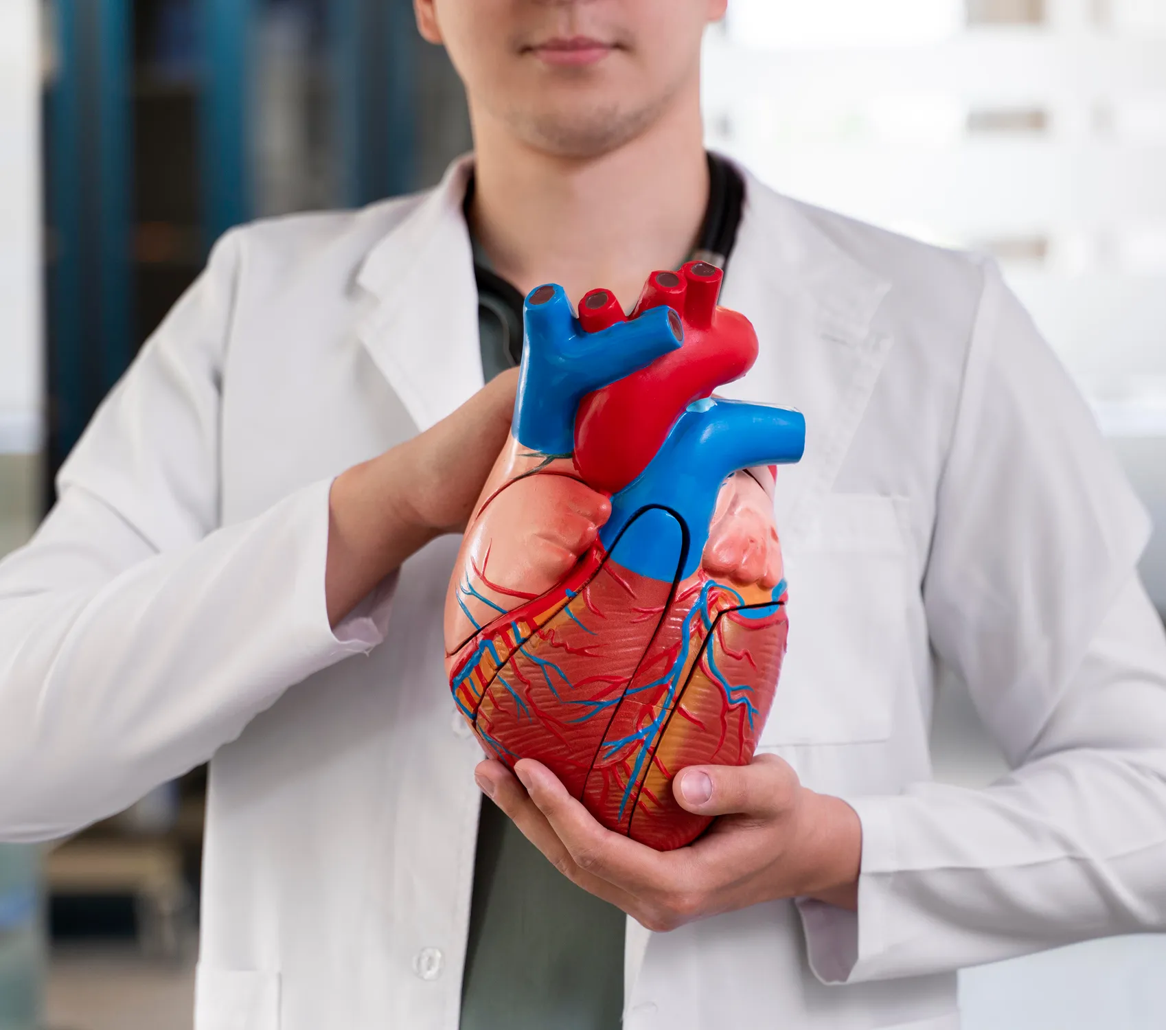 Doctor holding heart model