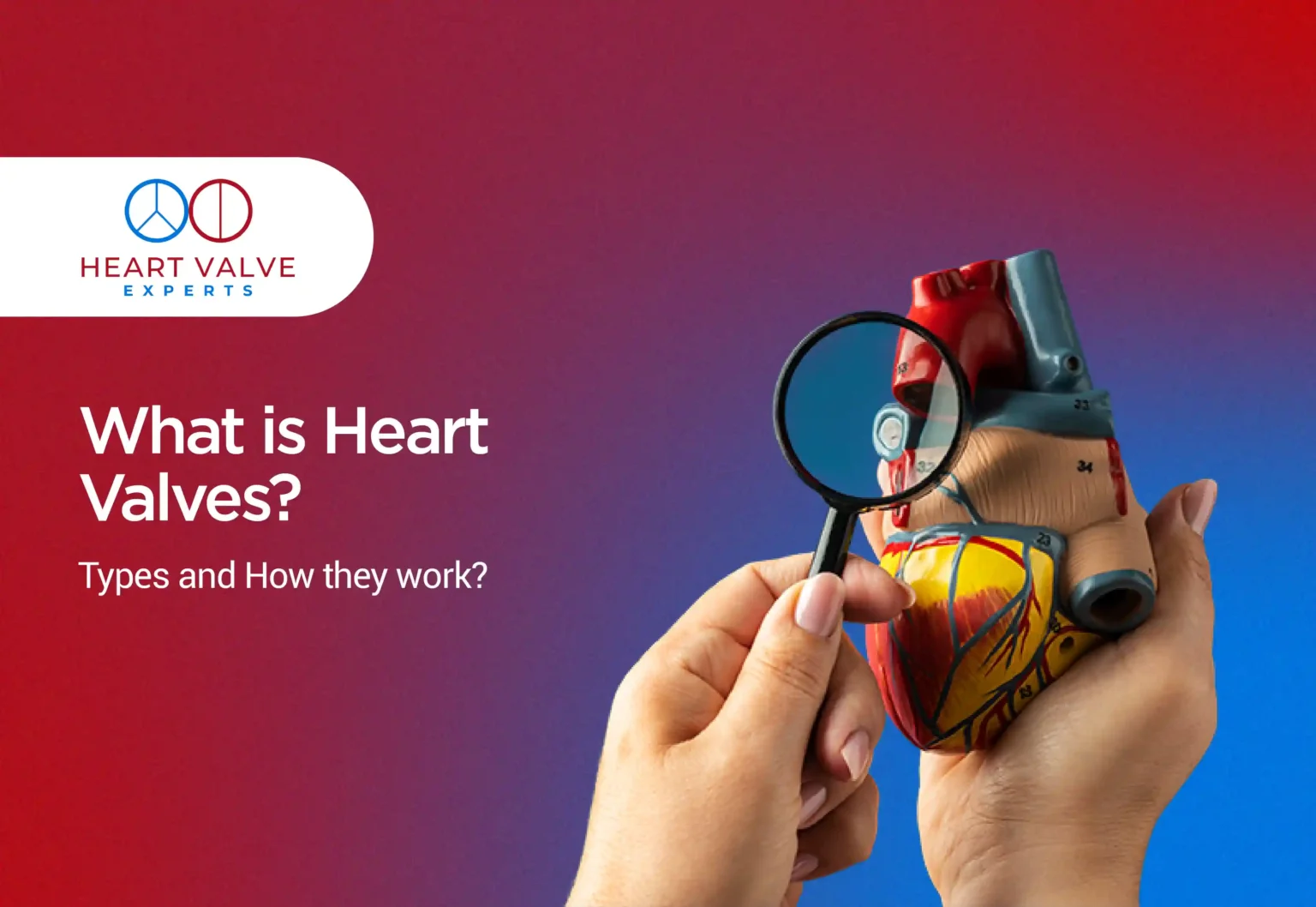 what is heart valves types and how they work